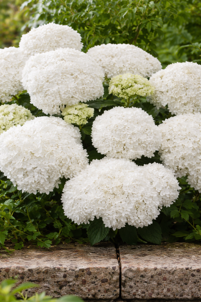 Hydrangea macrophylla Doppio® Fredo / Hydrangea Doppio® Fredo